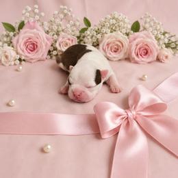 Red girl - Red female Boston Terrier puppy in San Antonio, Texas from JT Bostons