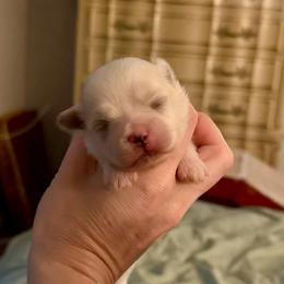 Cinnamon Roll - Cream and white male Shih Tzu puppy in Stroud, Oklahoma from Laik’s Little Shihtz & Poms