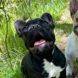 French Bulldogs from Craft Frenchies