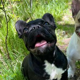 French Bulldogs from Craft Frenchies