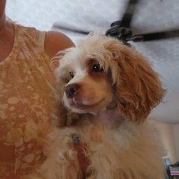 Boy 3 - White Poodle puppy in Canterbury, Connecticut from Diamonds in the Sky