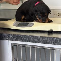 Pink Collar - Black and rust female Beauceron puppy in Floyd’s Knobs, Indiana from Birdwing Beaucerons