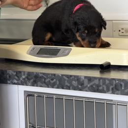 Pink Collar - Black and rust female Beauceron puppy in Floyd’s Knobs, Indiana from Birdwing Beaucerons