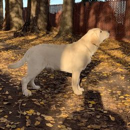 Labrador Retriever Puppies from Sweetheart Labradors