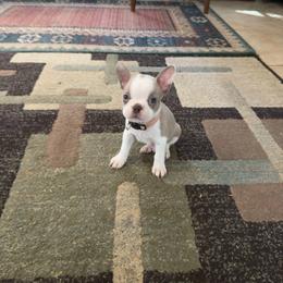 Edd (pink collar) - Lilac male Boston Terrier puppy in Red Rock, Arizona from Knucklez Kids