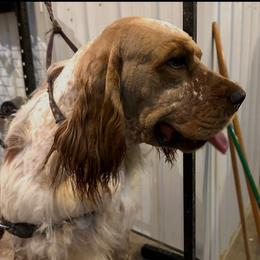 Ozark - English Springer Spaniel