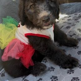 Liberty - Black and white female Sheepadoodle puppy in Glen Rose, Texas from Clevenger’s Sheepadoodle Fur Baby Farm