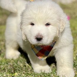 OFA health tested Brown Boy - Great Pyrenees puppy from River's Bend Walnut Orchard