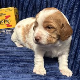 Boy 1 - Orange and white male Brittany puppy in Port Crane, New York from Red Truck Brittanys