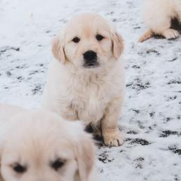 Jellybean - Light golden male Golden Retriever puppy in Mason, Michigan from Sweet Breeze Acres