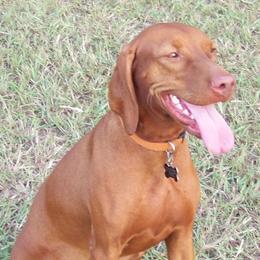 Rica - Vizsla