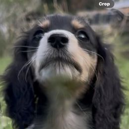 Black and cream piebald - Black and cream female Dachshund puppy in Umatilla County, Oregon from Divine Dogs