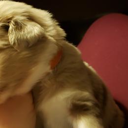 Australian Shepherd Puppies from Ohio Valley Australian Shepherds