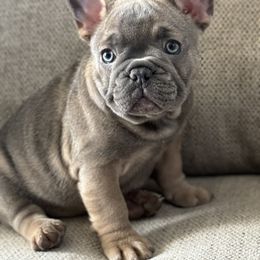 Blue Sable - Blue fawn French Bulldog puppy in Greensboro, North Carolina from Loyal Littles French Bulldogs