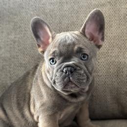 Blue Sable - Blue fawn French Bulldog puppy in Greensboro, North Carolina from Loyal Littles French Bulldogs