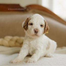 Chestnut - Parti female Goldendoodle puppy in Hiddenite, North Carolina from Rose and Reid Doodles