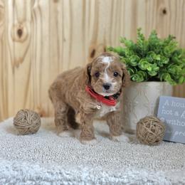 F1B Meet Prescott :) - Blenheim male Cavapoo puppy in Centerville, Iowa from Barnyard Dachshunds, Dals & Doodles