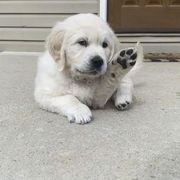 Golden Retriever Puppies from Life is Golden Retrievers