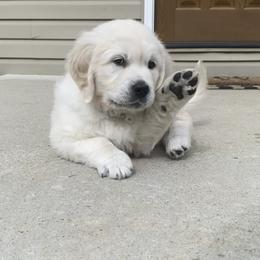 Golden Retriever Puppies from Life is Golden Retrievers