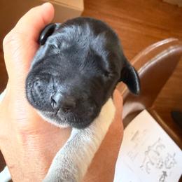 Mason - Black roan male German Shorthaired Pointer puppy in San Antonio, Texas from Alvarado Farm Kennels, LLC