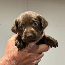 Rooster - Chocolate male Labrador Retriever puppy in Isle, Minnesota from Dog Ear Outfitters