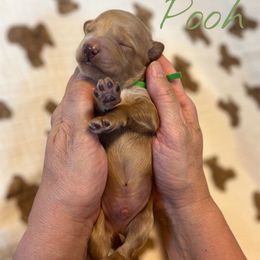 Pooh - Red  male Goldendoodle puppy in Mocksville, North Carolina from Little Bear Doodles