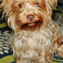 Cinnamon - Yorkshire Terrier