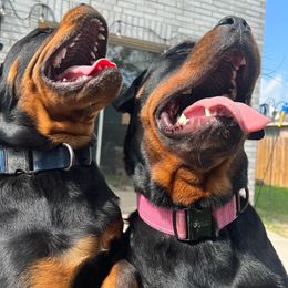Rottweilers from Jason's Rottweilers