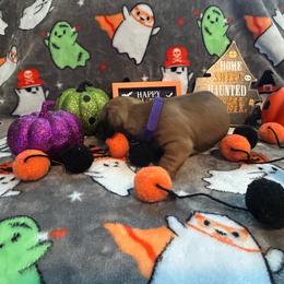 Lazuli - Red female Dachshund puppy in Park Hills, Missouri from Ozark Miniature Dachshunds
