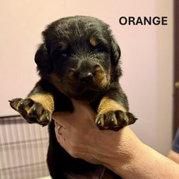 Orange Collar - A Litter - Black and tan female Beauceron puppy in Sterling, Illinois from Beaucerons of Tempete De Hope