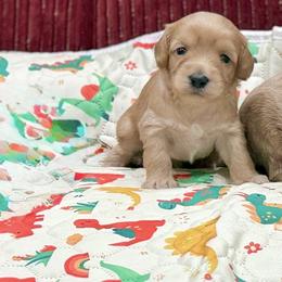 Boy 4 - Red male Australian Labradoodle puppy in Calhoun, Louisiana from Arrowhead Australian Labradoodles