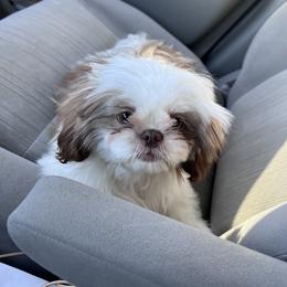 Shih Tzu Puppies from P&B Tzu Tribe