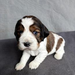 Colette - Tri-Roan female English Springer Spaniel puppy in Robesonia, Pennsylvania from Rogue Mountain Manor