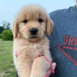 Pink girl - Golden female Golden Retriever puppy in Macy, Indiana from Macy Golden Meadows