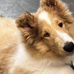 Collies from Admiralty Collies