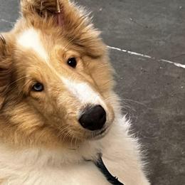 Collies from Admiralty Collies