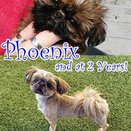 Shih Tzu Puppies from Arizona Shih Tzu