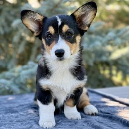 Girl 3 - female Pembroke Welsh Corgi puppy in Saint Ignatius, Montana from Rustic Barn Kennels