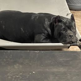 Cane Corso from Blue river kennels