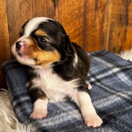Chris Cringle - Black tri male Miniature American Shepherd puppy in Tonasket, Washington from V5 Aussies