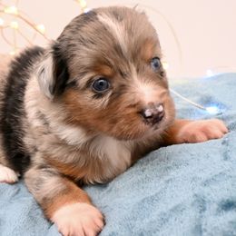 Lord Gillingham - Blue merle male Miniature American Shepherd puppy in Damascus, Oregon from Rebel Soul Minis