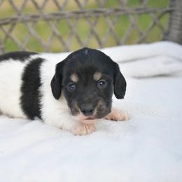 Boy 1 - Piebald male Dachshund puppy in Martinsville, Virginia from Rea's Doxies