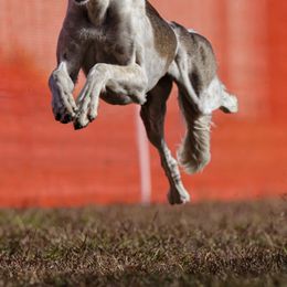 Saluki All Grown Up from Hayat Salukis