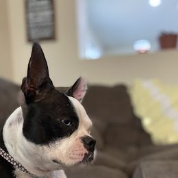 Fiona - Boston Terrier