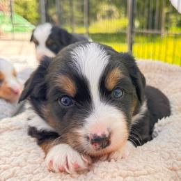 Turbo - Black tri male Miniature Australian Shepherd puppy in Athol, Idaho from Northern Aussies