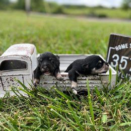 Miniature Schnauzer Puppies from Whistling Dixie Schnauzers