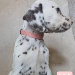 Siren HUA (Light Pink Collar) - White and liver brown female Dalmatian puppy in Raymondville, Missouri from Wagner's Dalmatian's