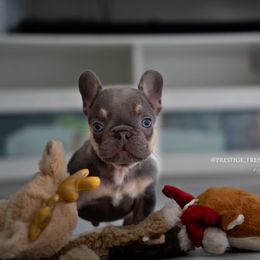 French Bulldog Puppies from Lil Nikki’s Prestige Frenchies