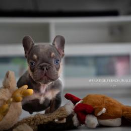 French Bulldog Puppies from Lil Nikki’s Prestige Frenchies