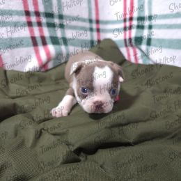Bingo - Lilac female Boston Terrier puppy in Millers Creek, North Carolina from Tumbling Shoals Hilltop Bostons